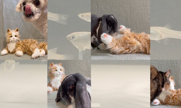 I Bought a Robot Cat for My Rabbit — and Fell Into the Weird World of Animal-Robot Research