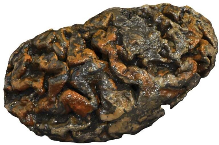 Paleoproteomic profiling recovers diverse proteins from 200-year-old human brains