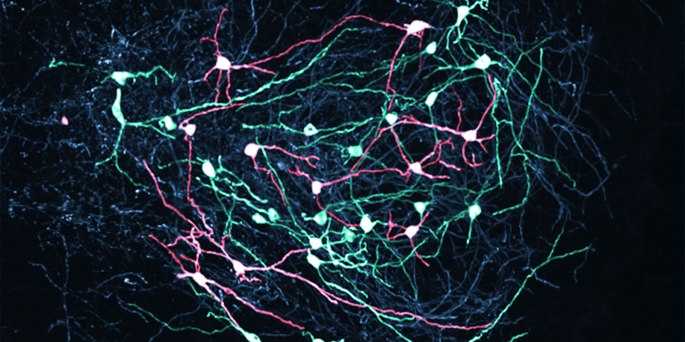 A switchboard with precision: How the brain licenses movements