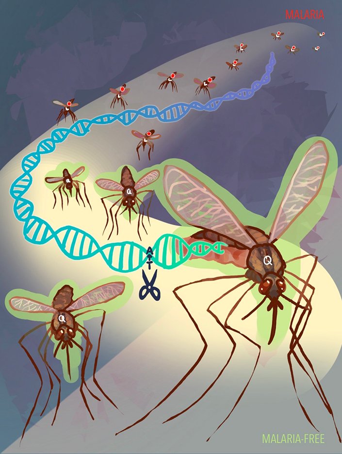 Stealth Genetic Switch in Mosquitoes Halts Malaria Spread